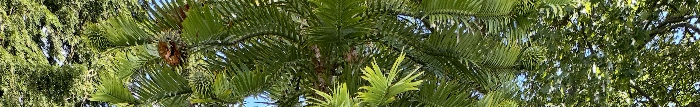 A Wollemi pine at the Horniman Museum gardens, Forest Hill, London